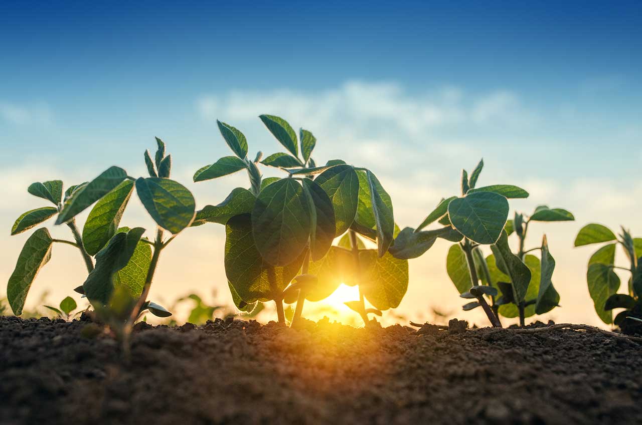 Young green plants growing in soil with the sunrise glowing behind them