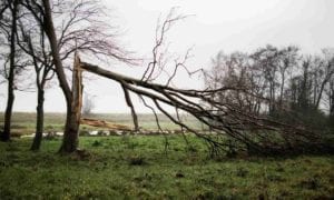 A broken tree