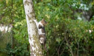 Cat climbing a tree
