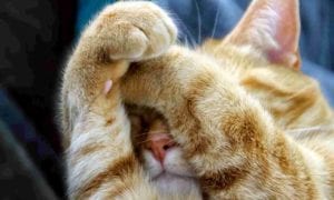 Cat sleeping