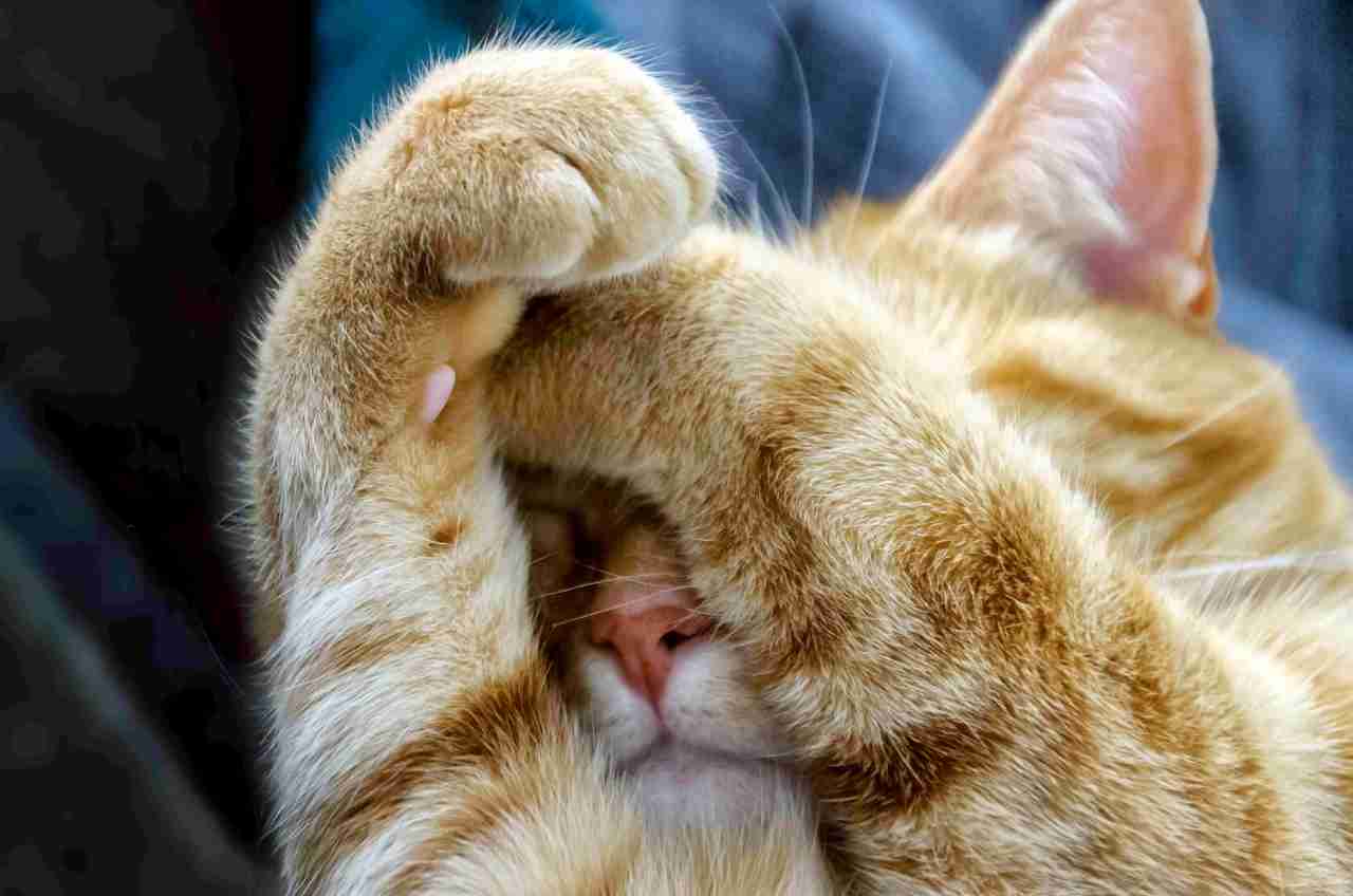 Cat sleeping