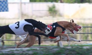 Greyhound racing in West Virginia would come to an end if federal legislation passes.
